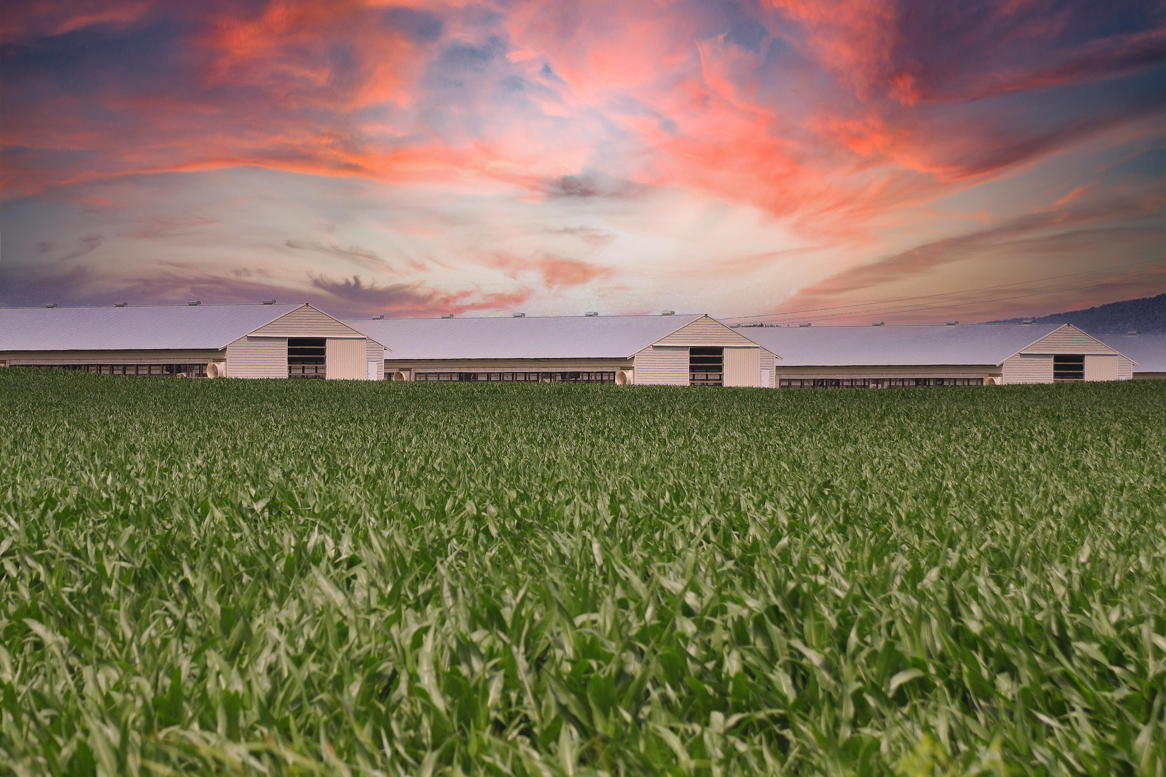 Rural landscape